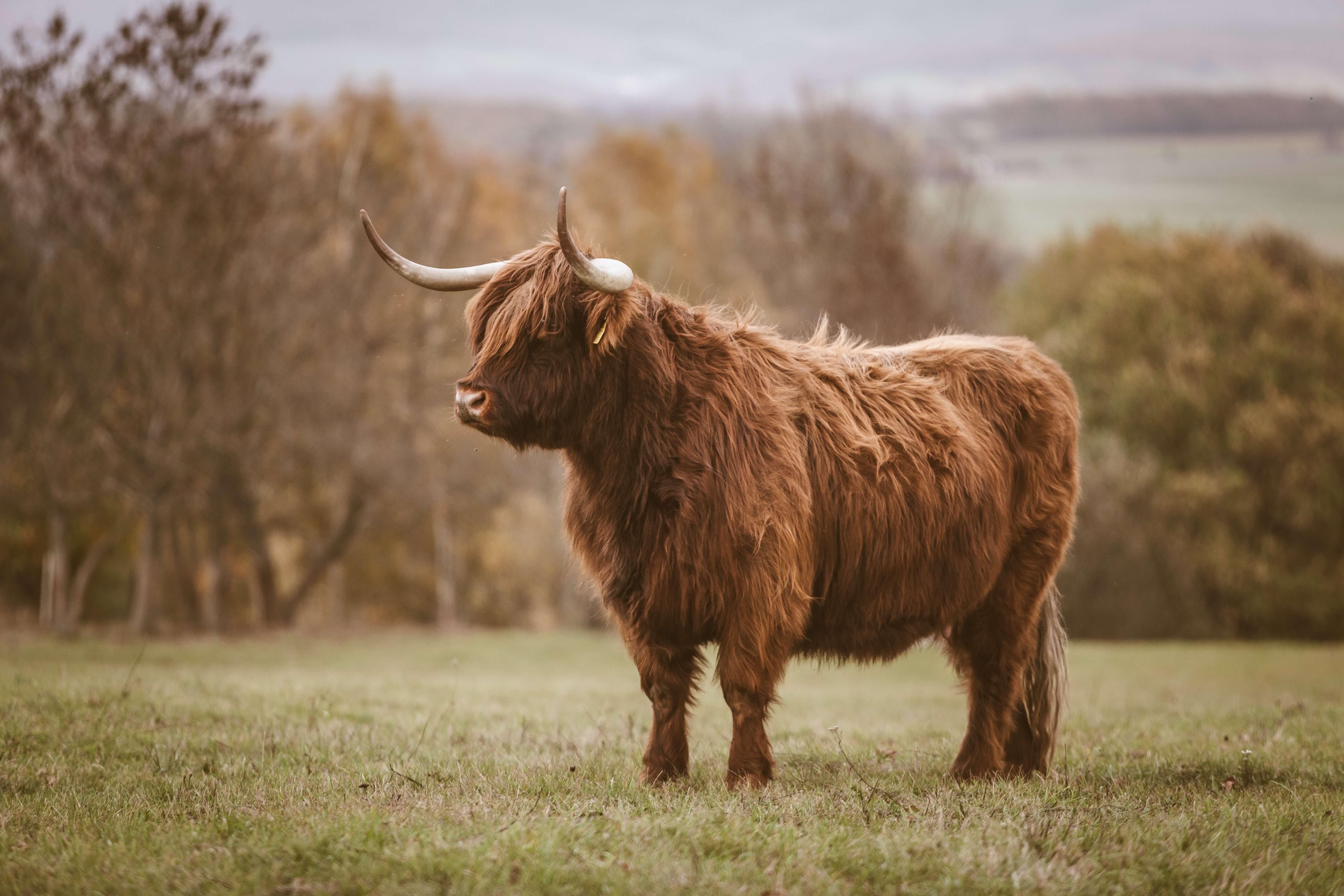 a yak on some grass